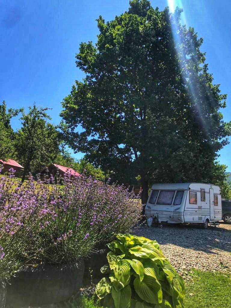 La 3 Stejari, Calimanesti Salatrucel Exterior foto
