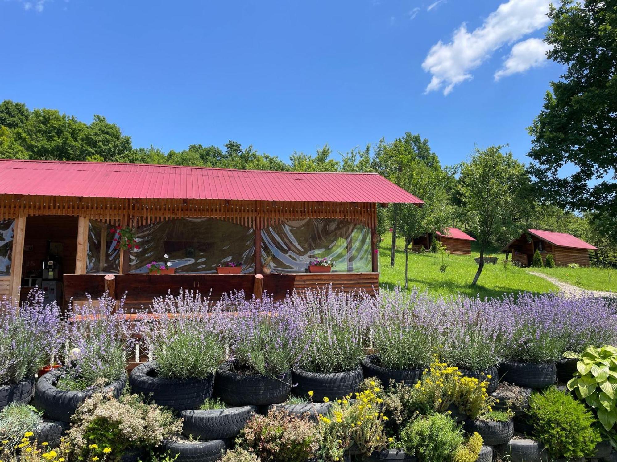 La 3 Stejari, Calimanesti Salatrucel Exterior foto